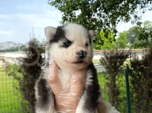 Yavru Sibirya Husky görsel