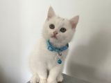 Beyaz Ve Siyah Scottish Straight Yavru Kedi