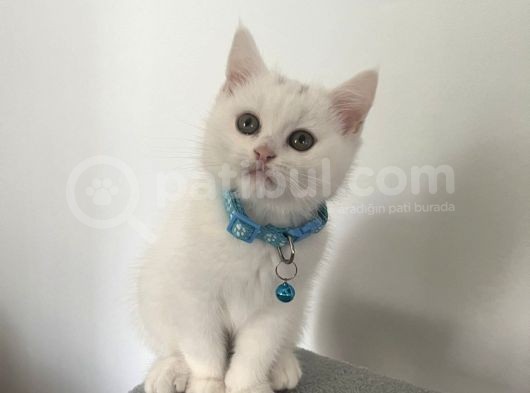 Beyaz Ve Siyah Scottish Straight Yavru Kedi görsel