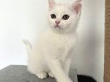 Beyaz Ve Siyah Scottish Straight Yavru Kedi