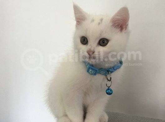 Beyaz Ve Siyah Scottish Straight Yavru Kedi