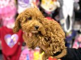 Sevi̇mli̇ Irk Yavru Yeti̇şki̇n Erkek Di̇şi̇ Toy Poodle