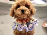 Evimin nesesi maltipoo