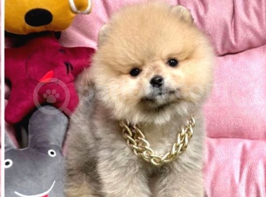 Kartopu Pomeranian görsel
