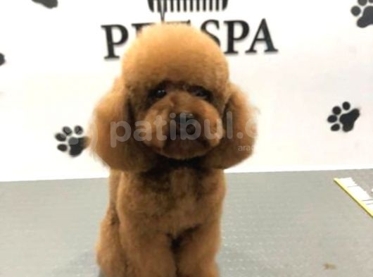 Orjinal Red Anne Baba Fotoğrafları Mevcut Poodle görsel