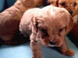 Sevi̇mli̇ Irk Yavru Yeti̇şki̇n Erkek Di̇şi̇ Toy Poodle
