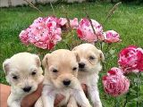 SEVİMLİ IRK MALTİPOO