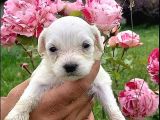Sevi̇mli̇ Irk Malti̇poo
