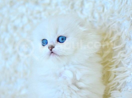 Eşsiz Güzellikte Silver Scottish Fold Longhair Ns1133 görsel