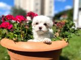 Orjinal Maltese Yavrular