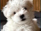 Koree Kan Teacup Maltese