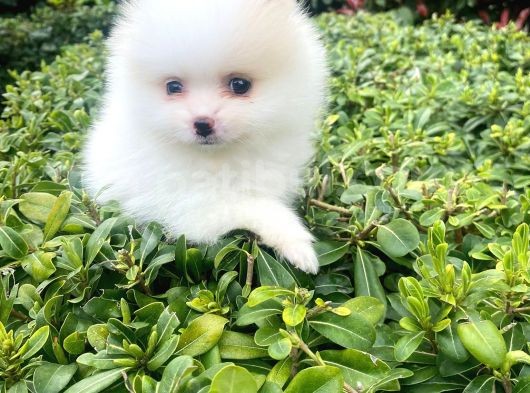 Tedy Bear Boo Yavrular görsel