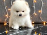 Tedy Bear Boo Yavrular