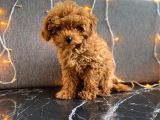 A Scr Li Teacup Red Brown Poodle