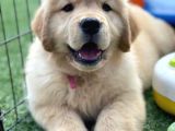 Golden Retriever Cins Kopek