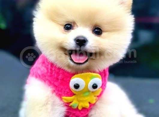Pomerani̇an Boo görsel