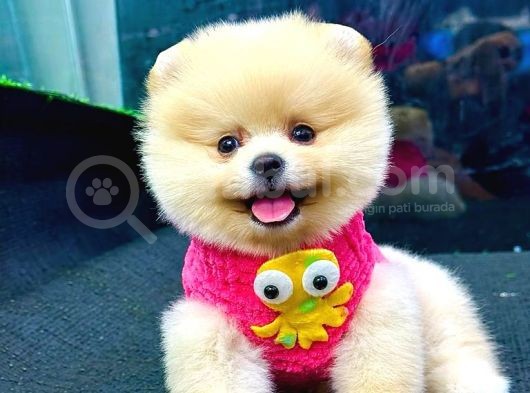 Pomerani̇an Boo