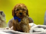 Kivircik Toypoodle Dünyasi
