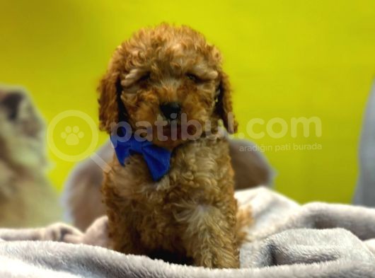 Kivircik Toypoodle Dünyasi görsel