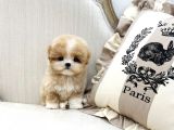 Show Kali̇te Toy Poodle Bebekleri̇m