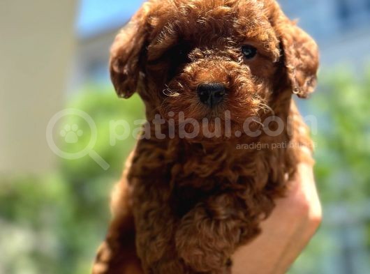 A Kali̇te Toypoodle Dünyasi