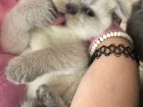 Safkan Scottish Fold Scottish Straight British