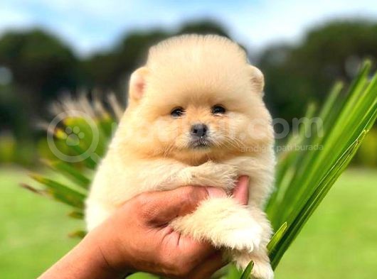 Mi̇ni̇ Boy Di̇şi̇ Pomerani̇an Boo