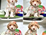 Orijinal Maltipoo Bebeklerim