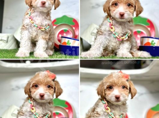 Orijinal Maltipoo Bebeklerim görsel
