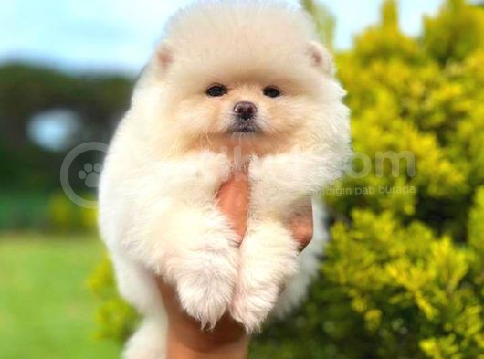 Karbeyaz Di̇şi̇ Pomerani̇an Boo görsel
