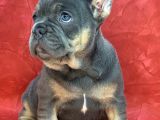 Türkiye De Efsane Olacak French Bulldog Blue Tan Erkek Yavrumuz