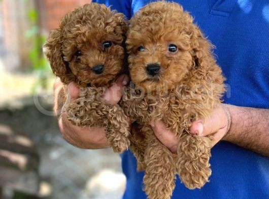 Irk Garanti̇li̇ Toy Poodle Yavrularimiz görsel