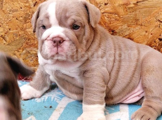 Renkli̇ Çocuklar  Ingiliz Bulldog görsel