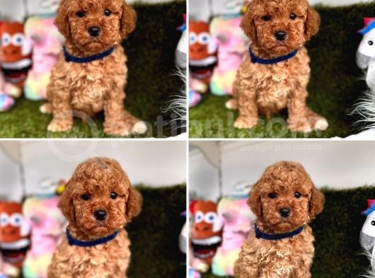 Orijinal Toy Poodle Bebeklerim görsel