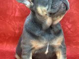 Türkiye De Efsane Olacak French Bulldog Blue Tan Erkek Yavrumuz