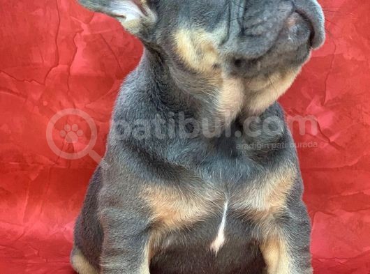 Türkiye De Efsane Olacak French Bulldog Blue Tan Erkek Yavrumuz görsel