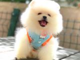 Gülen Yüz Di̇şi̇ Pomerani̇an Boo