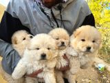 Chow Chow Bebekler