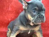 Türkiye De Efsane Olacak French Bulldog Blue Tan Erkek Yavrumuz