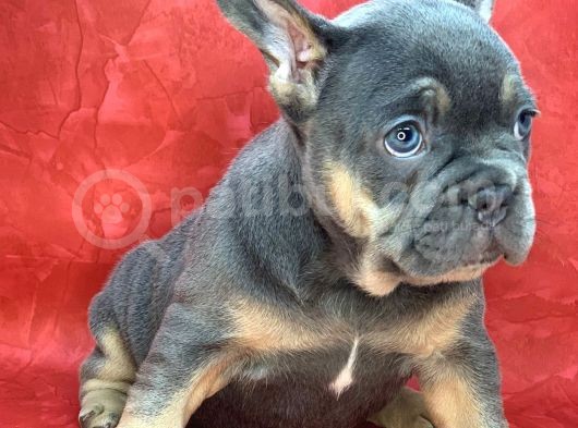 Türkiye De Efsane Olacak French Bulldog Blue Tan Erkek Yavrumuz görsel