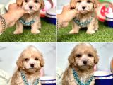 Orijinal Maltipoo Bebeklerim
