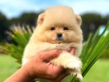 Mi̇ni̇ Boy Di̇şi̇ Pomerani̇an Boo