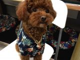 Safkan Toy Poodle Bebekler
