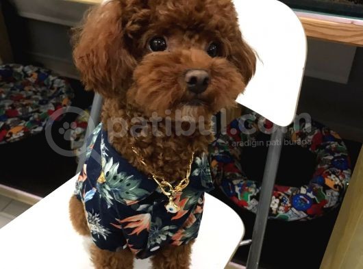 Safkan Toy Poodle Bebekler görsel