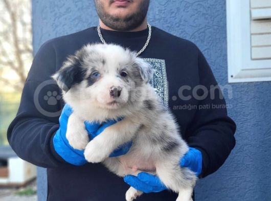 Secereli Border Collie Yavrularımız
