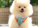 Gülen Yüz Di̇şi̇ Pomerani̇an Boo