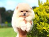 Karbeyaz Di̇şi̇ Pomerani̇an Boo