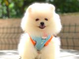 Gülen Yüz Di̇şi̇ Pomerani̇an Boo