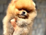 Tedybear Pomerani̇an Boo Yavrularimiz
