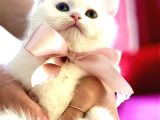 Safkan Scottish Fold Scottish Straight British